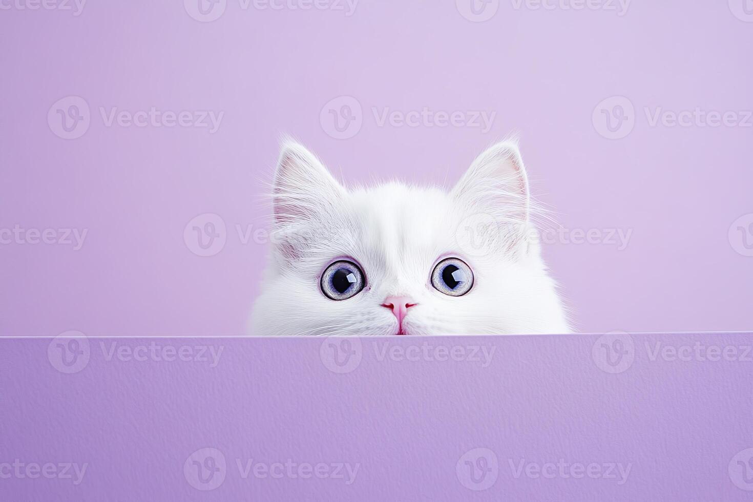 Cute young frightened white fluffy cat peeking out against a light lavender color background photo