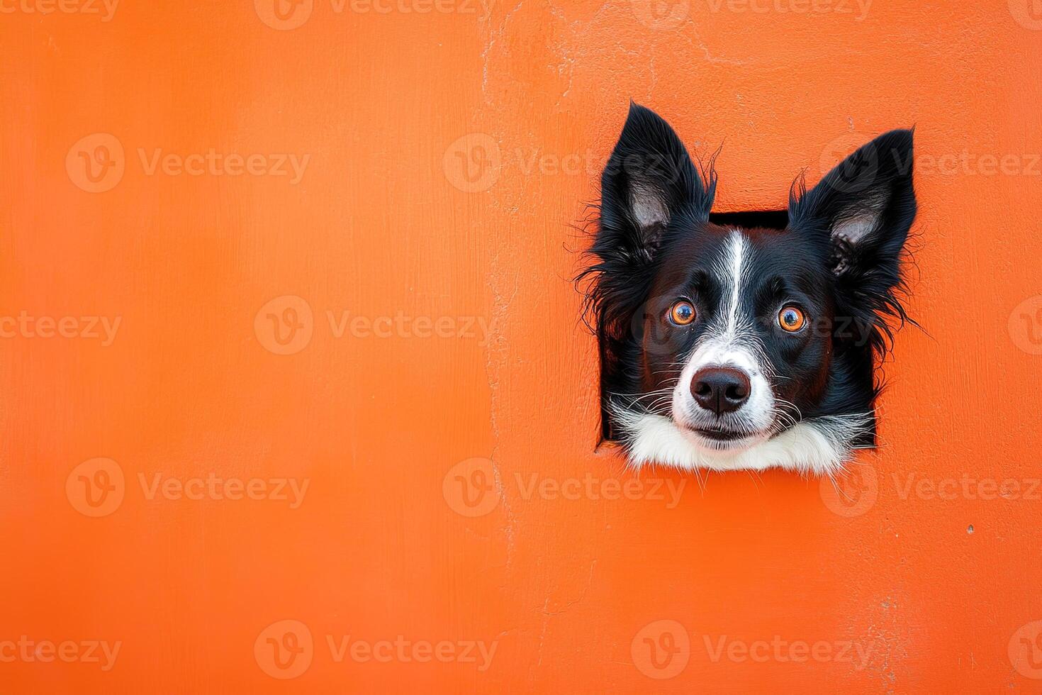 cute playful border collie dog peeking out from hole in bright orange wall template with copy space photo