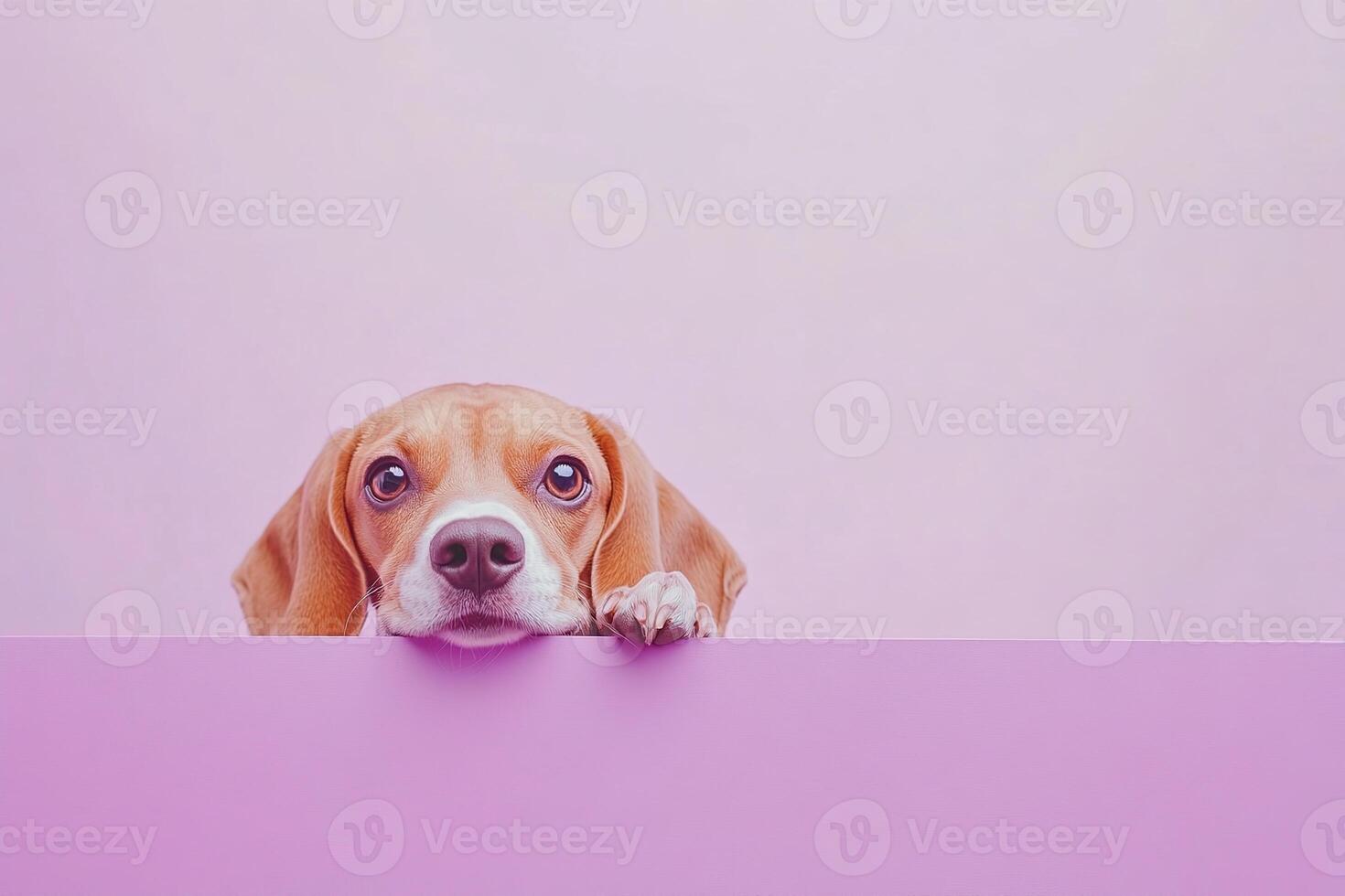 Cute young frightened beagle dog peeks out of a light purple barrier with his paws on it on pastel violet background with copy space photo