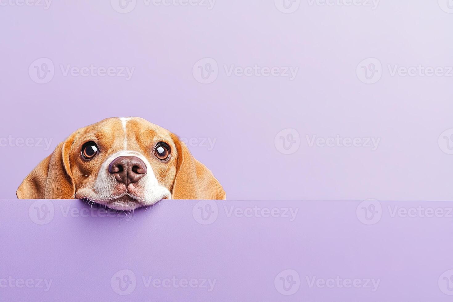 adorable curiously fluffy beagle dog peeking out from behind a pastel purple background with copy space photo