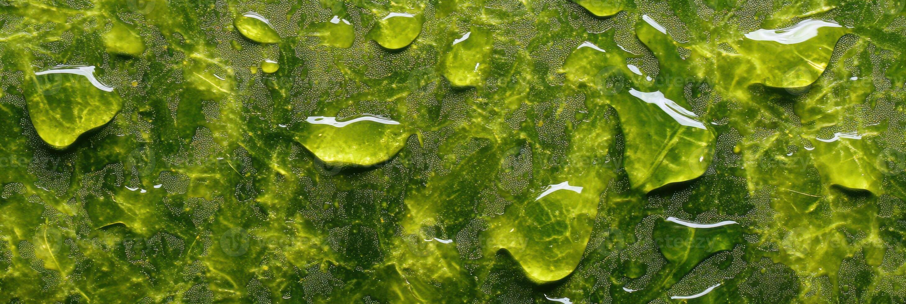 Close-up of green leaf surface with water droplets highlighting natural texture photo
