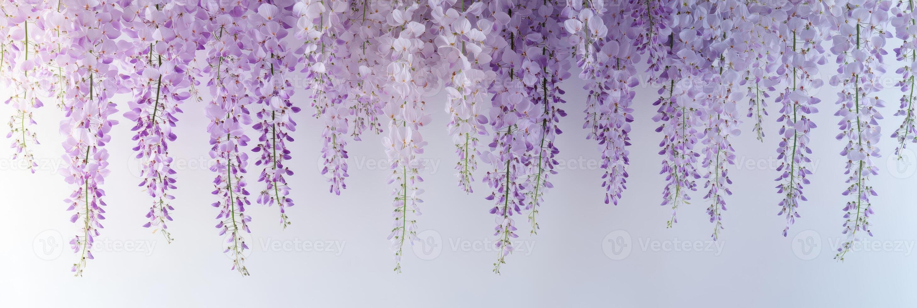 Cascading purple wisteria flowers against a soft white background emphasizing nature's beauty photo
