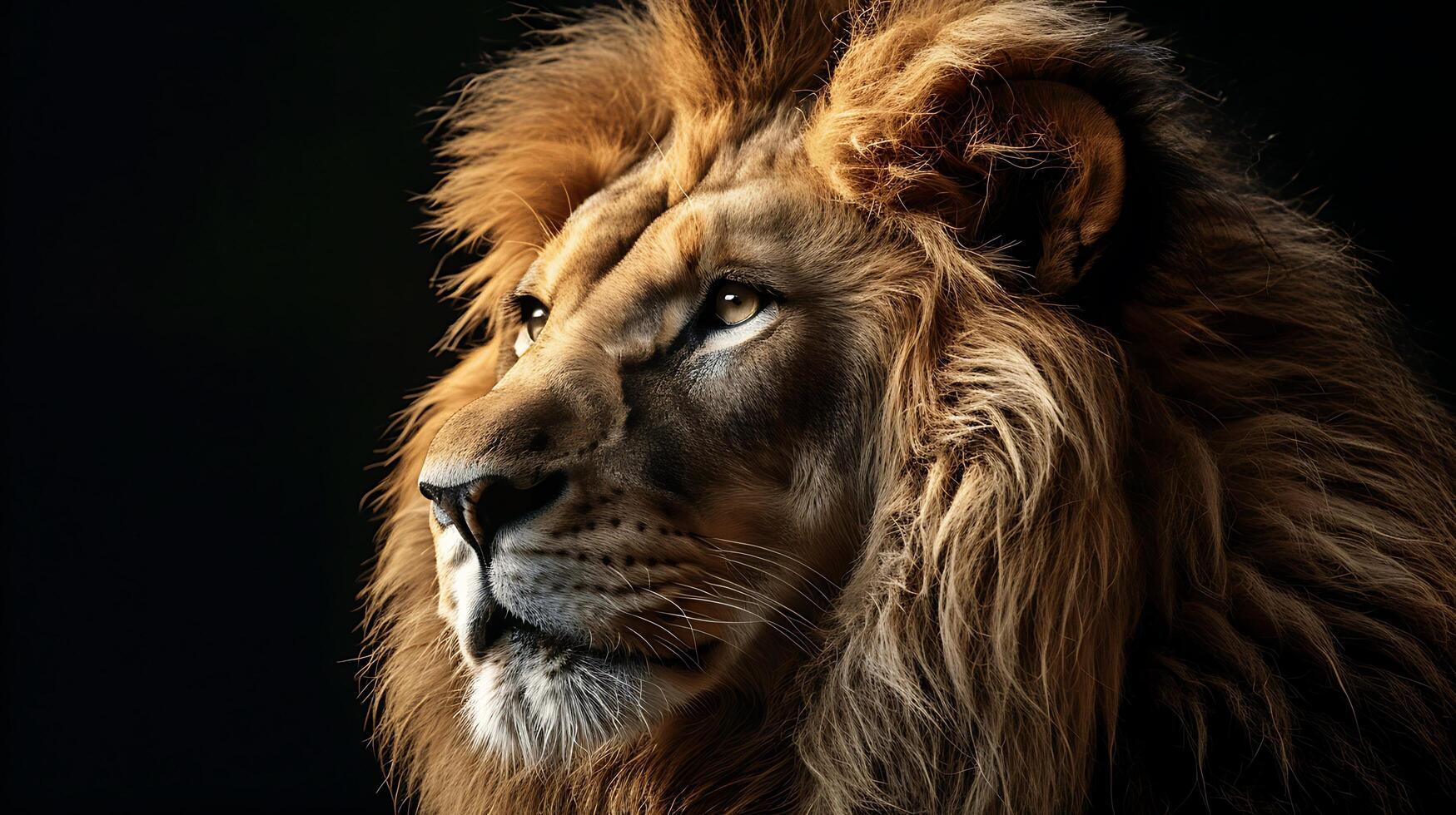 Majestic Lion Portrait with Fluffy Mane Gazing Intently Against a Dark Background, Capturing the Strength and Nobility of the King of the Jungle photo