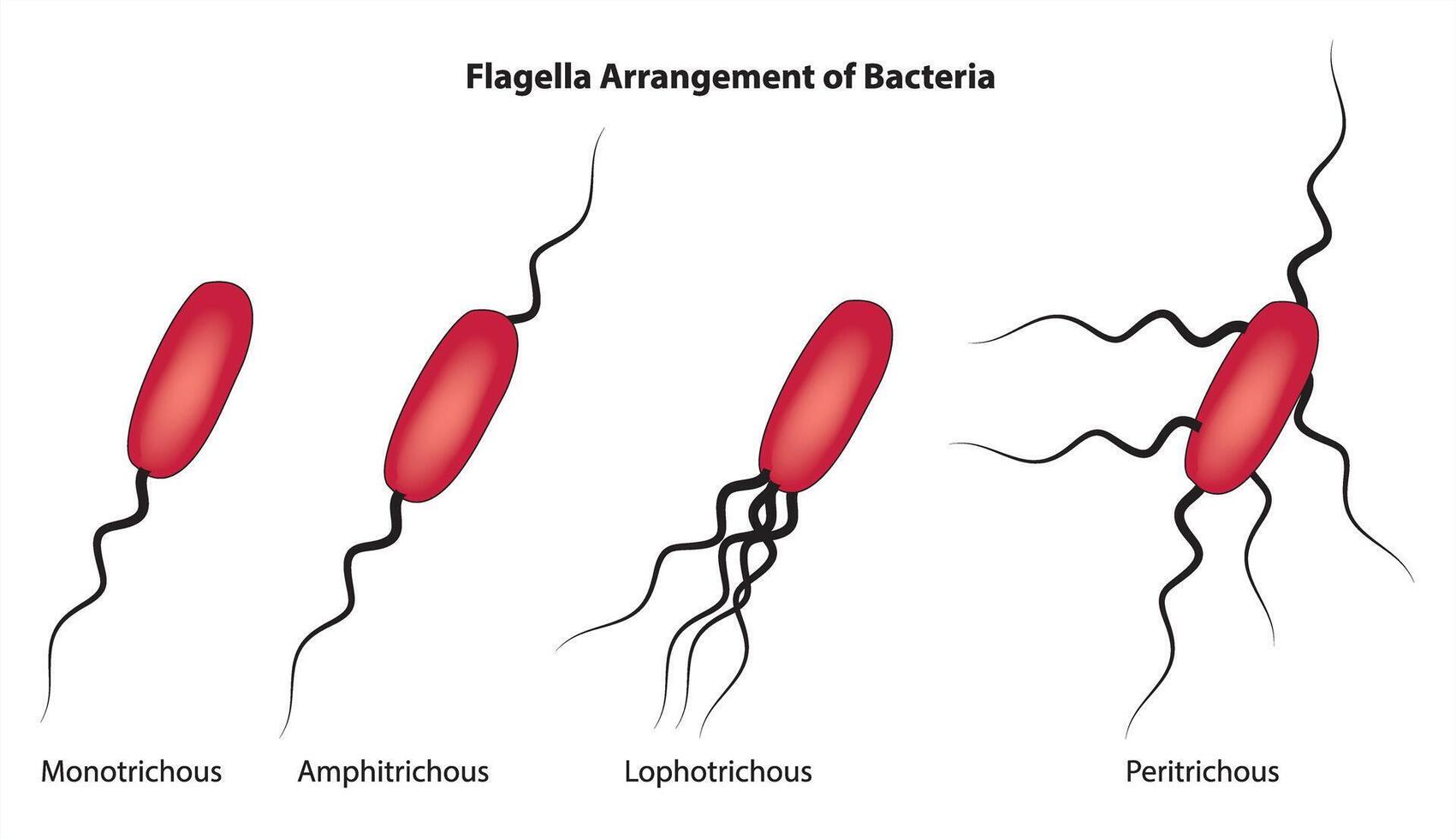 Flagella Arrangement of Bacteria vector