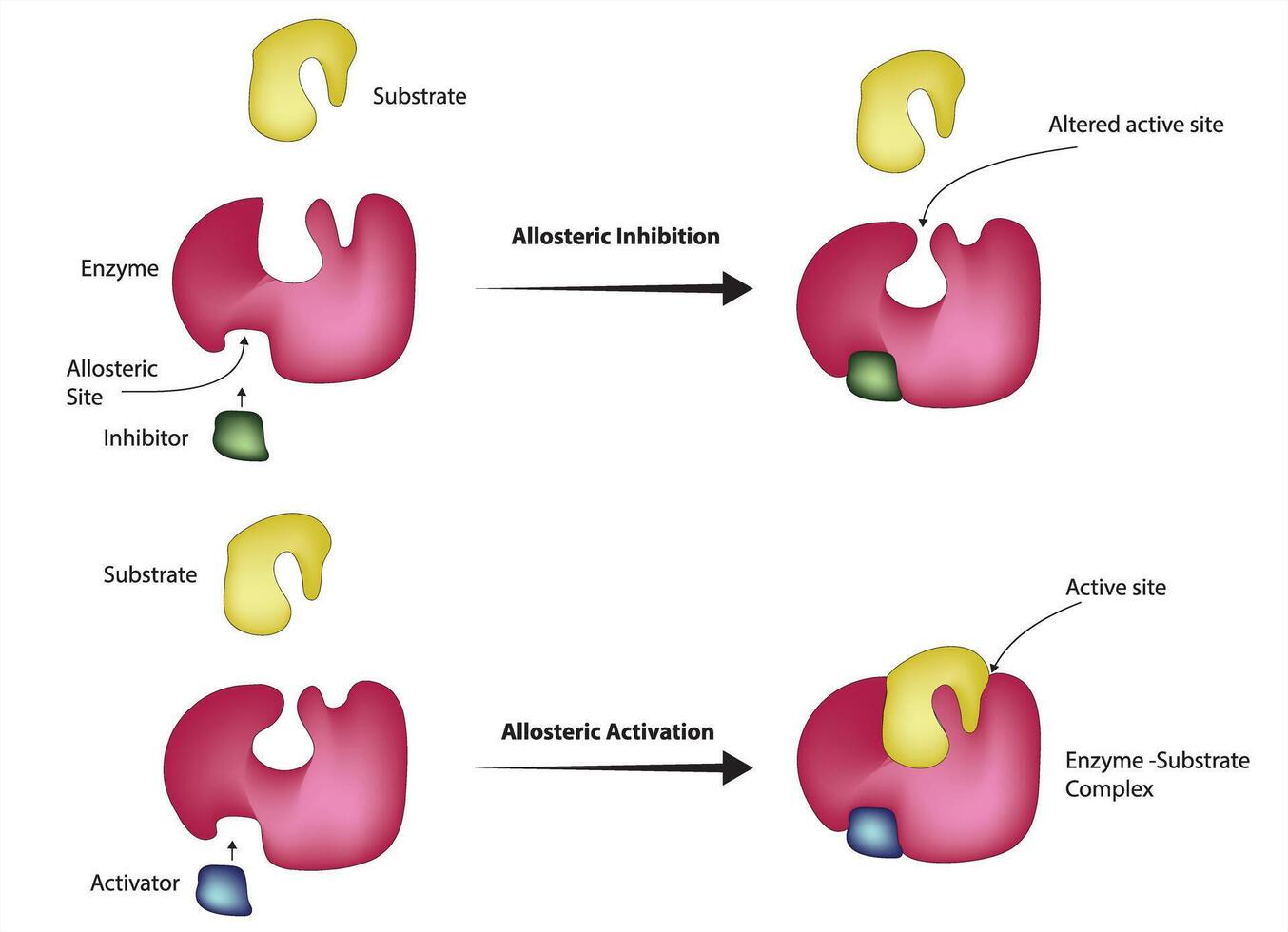 Allosteric Inhibition and Allosteric Activation vector