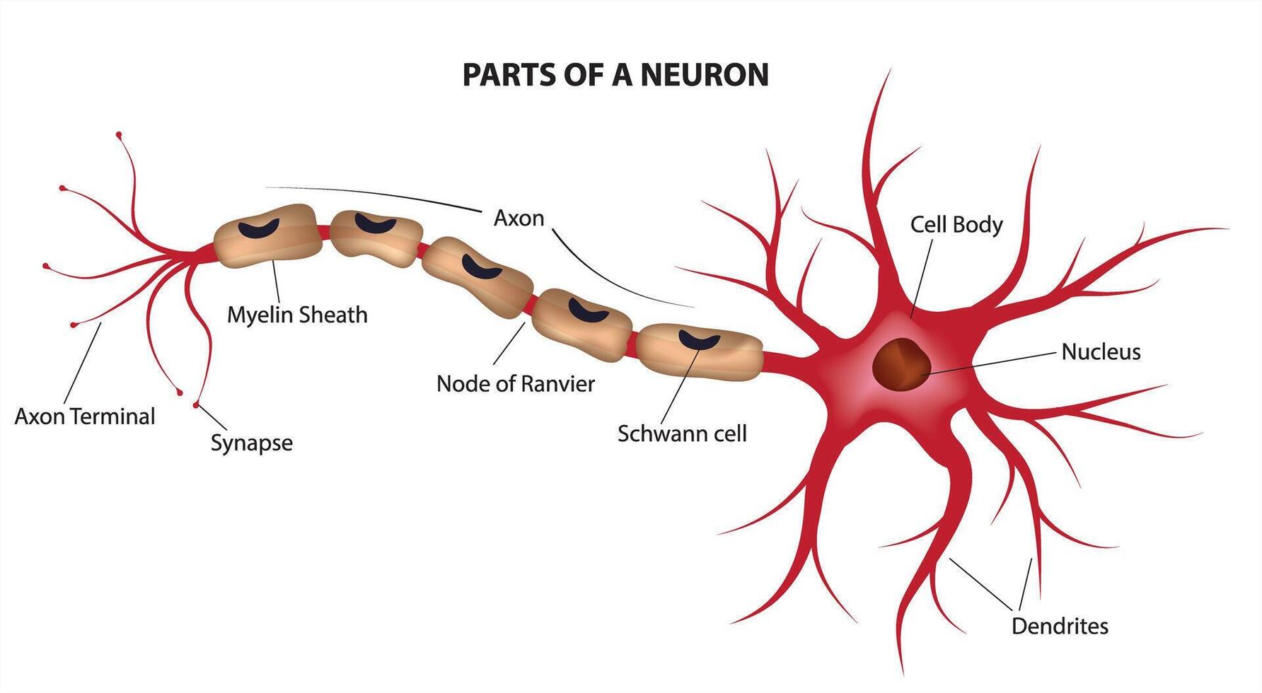 Parts of a Neuron vector