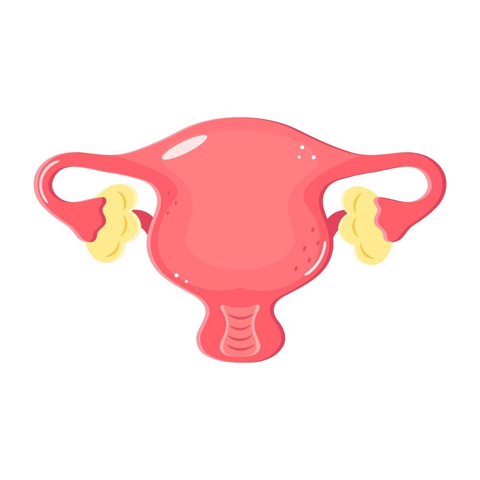 Illustration of a Uterus with ovaries in cartoon style on white background vector