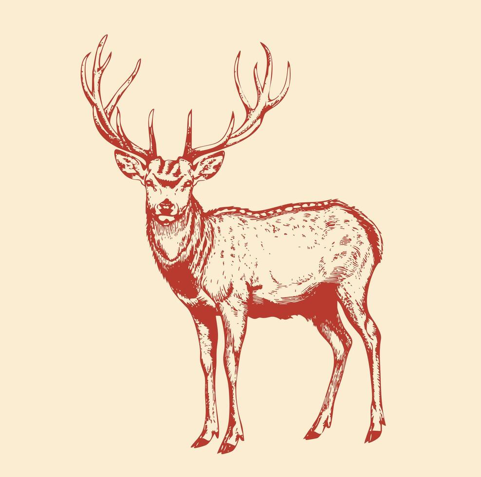Deer. Sketchy, black and white, hand drawn portrait of a deers head on a white background. vector