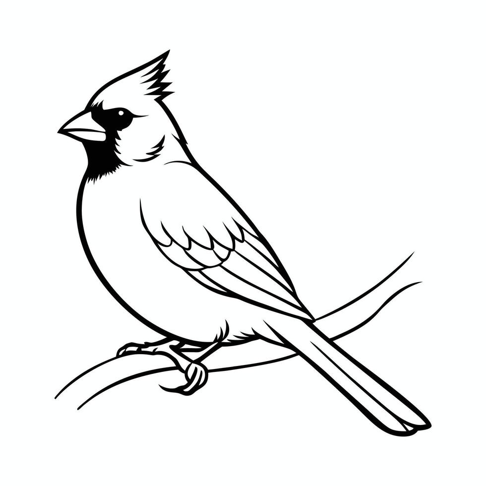 Cardinal Perched Images vector