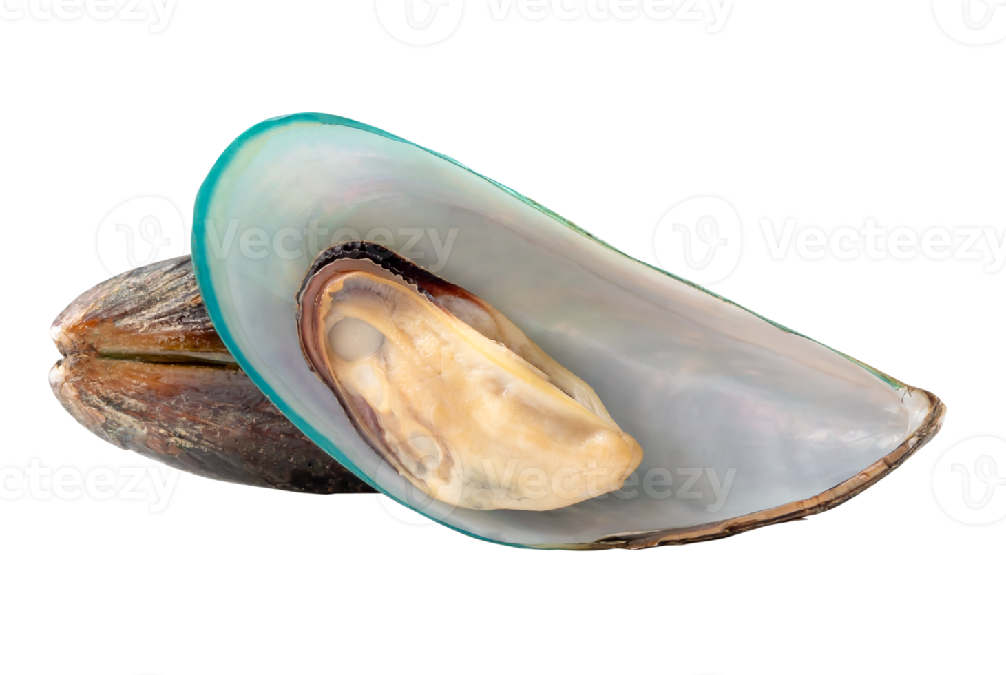 A pile of two steamed green mussels isolated with clipping path in file format png