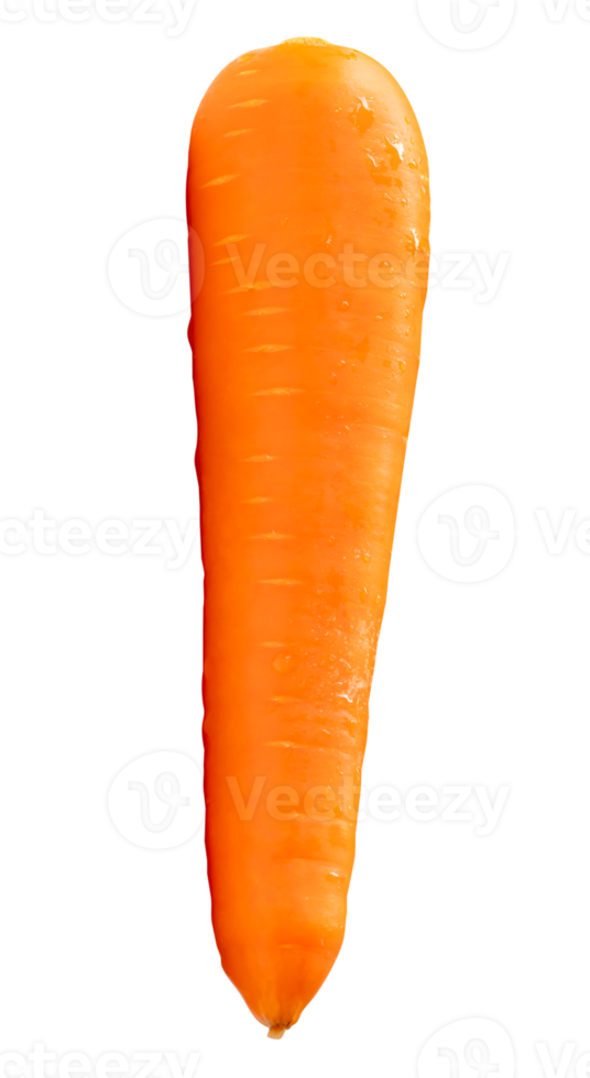 A vegetable root of fresh orange carrot in vertical isolated with clipping path in file format png