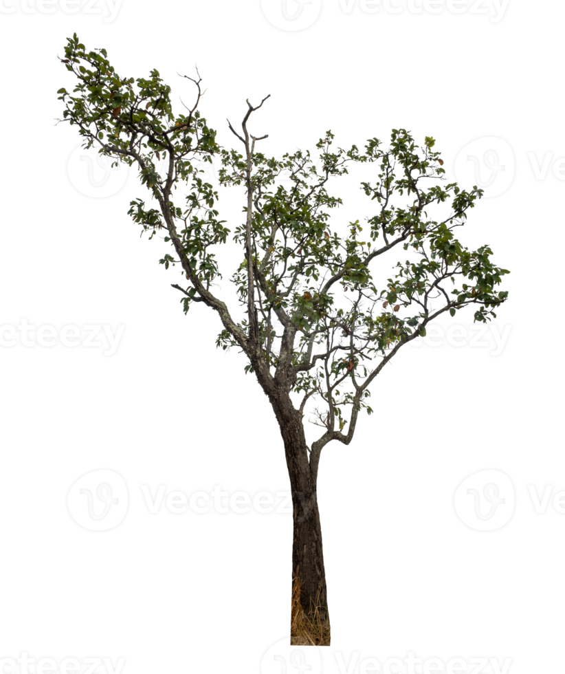 Tree isolated on transparent background, high resolution png