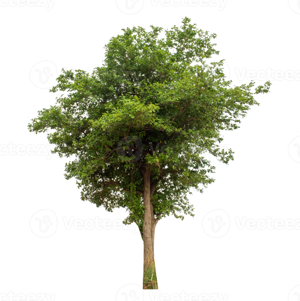 Isolated single tree on a transparent picture background. png