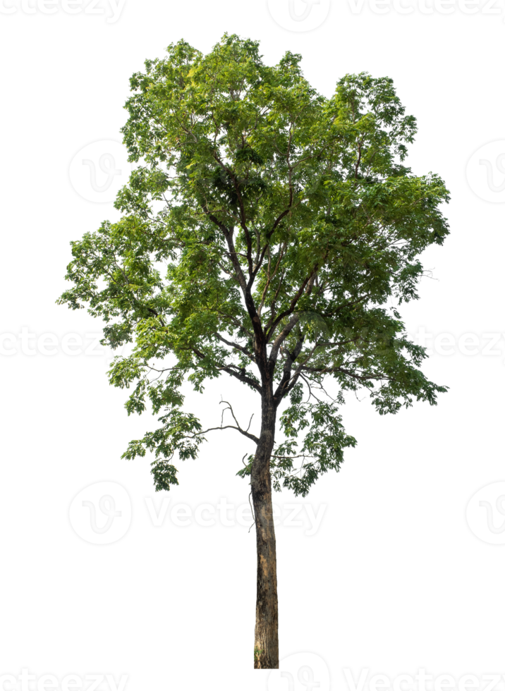 Isolated single tree on transparent background, high resolution. png