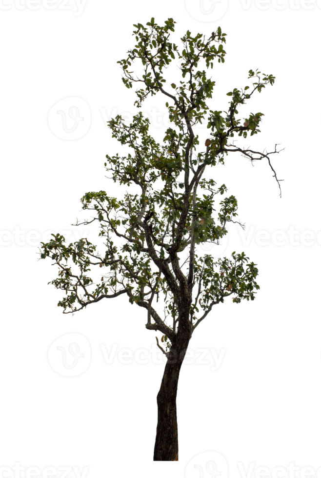Tree in summer on transparent background, real tree green leaf png
