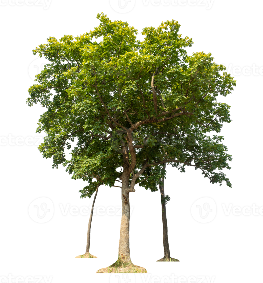 Group of trees isolated on transparent background, tropical trees isolated used for design. png