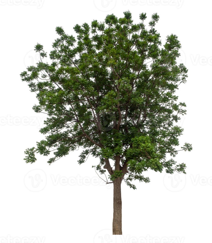 Trees isolated on transparent background, tropical trees isolated used for design png