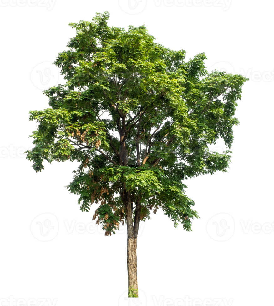 trees isolated on transparent background, high resolution. png