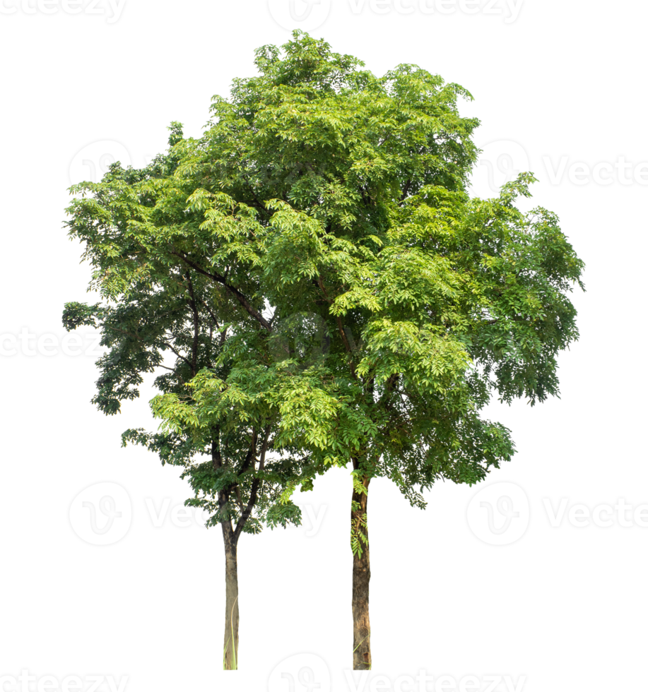 trees in summer isolated on transparent background, high resolution png