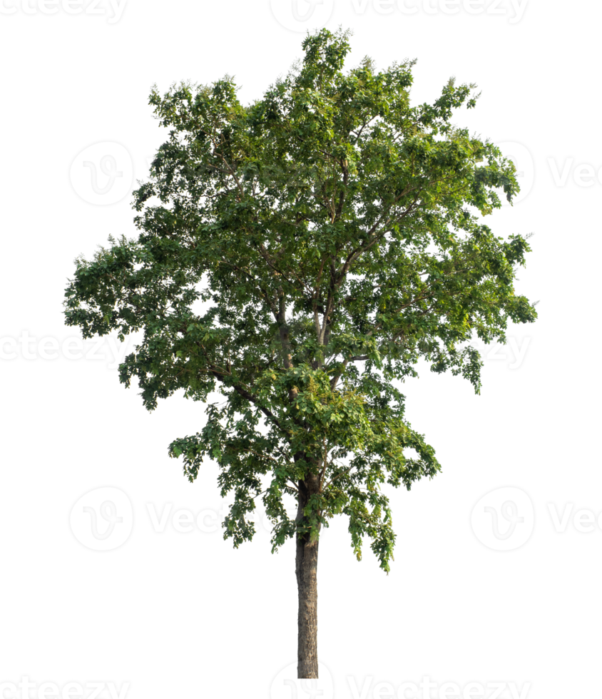 Isolated single tree on transparent picture background. png