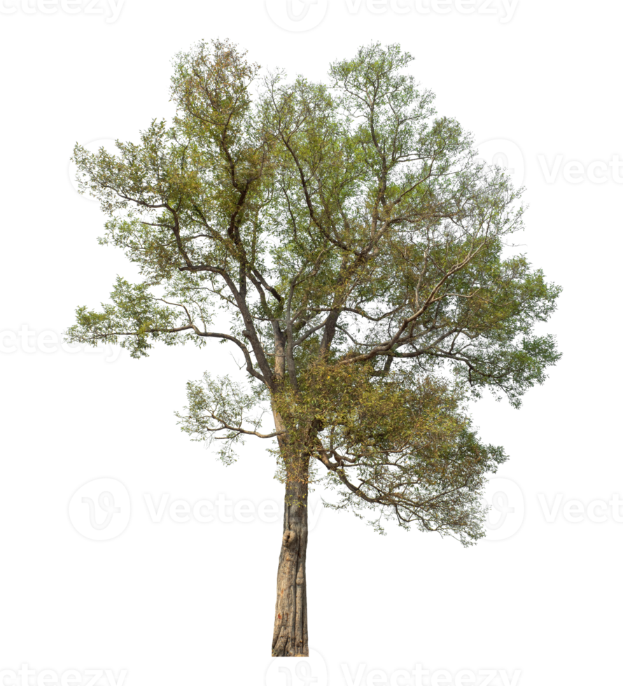 Tree on transparent background, real tree green leaf, high resolution. png