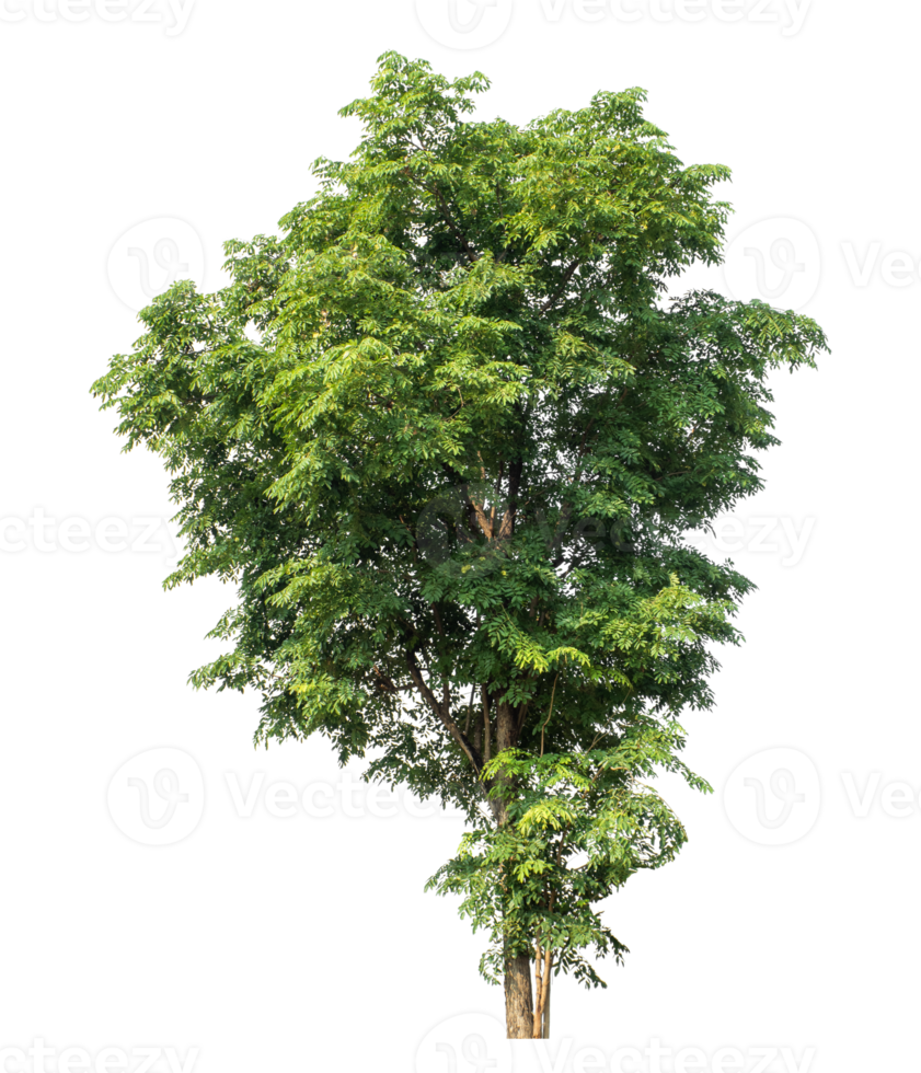 Isolated single green tree on transparent background. png