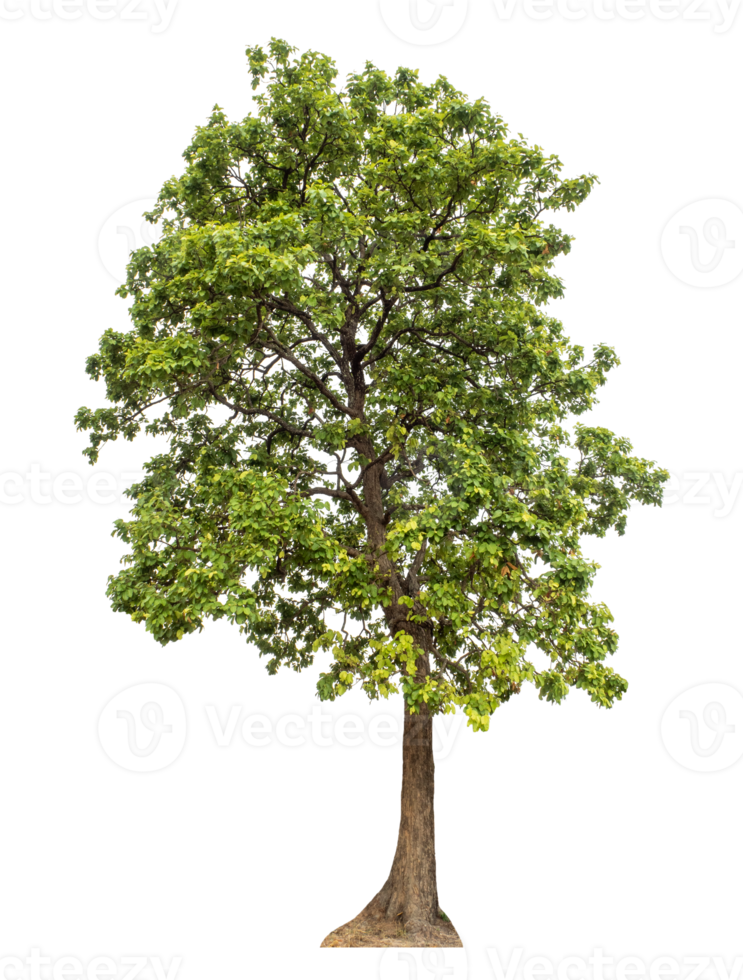 Tree in summer isolated on transparent background, high resolution. png