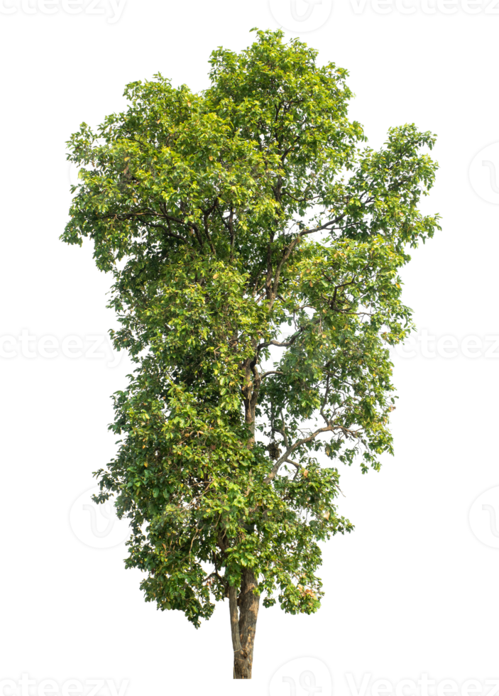 trees in summer isolated on transparent background. png
