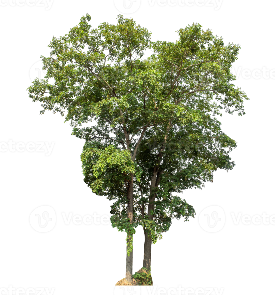 Big trees in summer isolated on transparent background. png