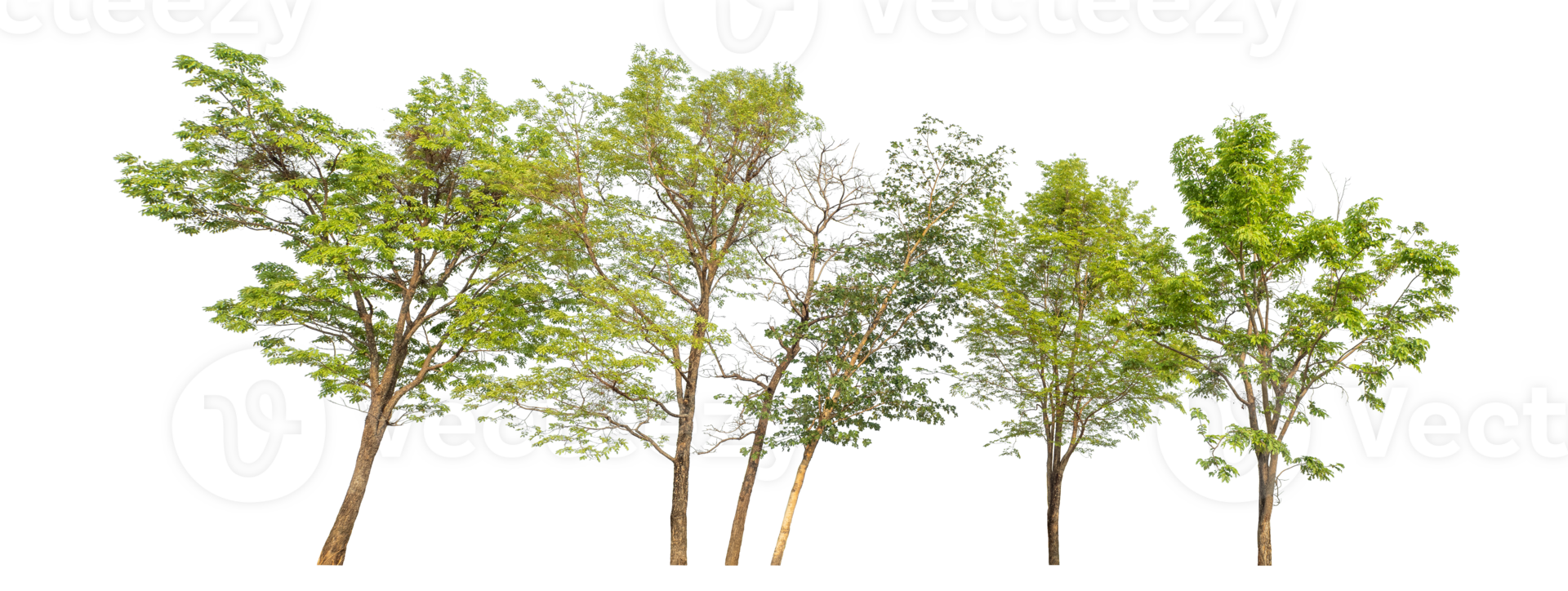 Group of trees isolated on transparent background,arge tree with green leaves stands alone on transparent background. png