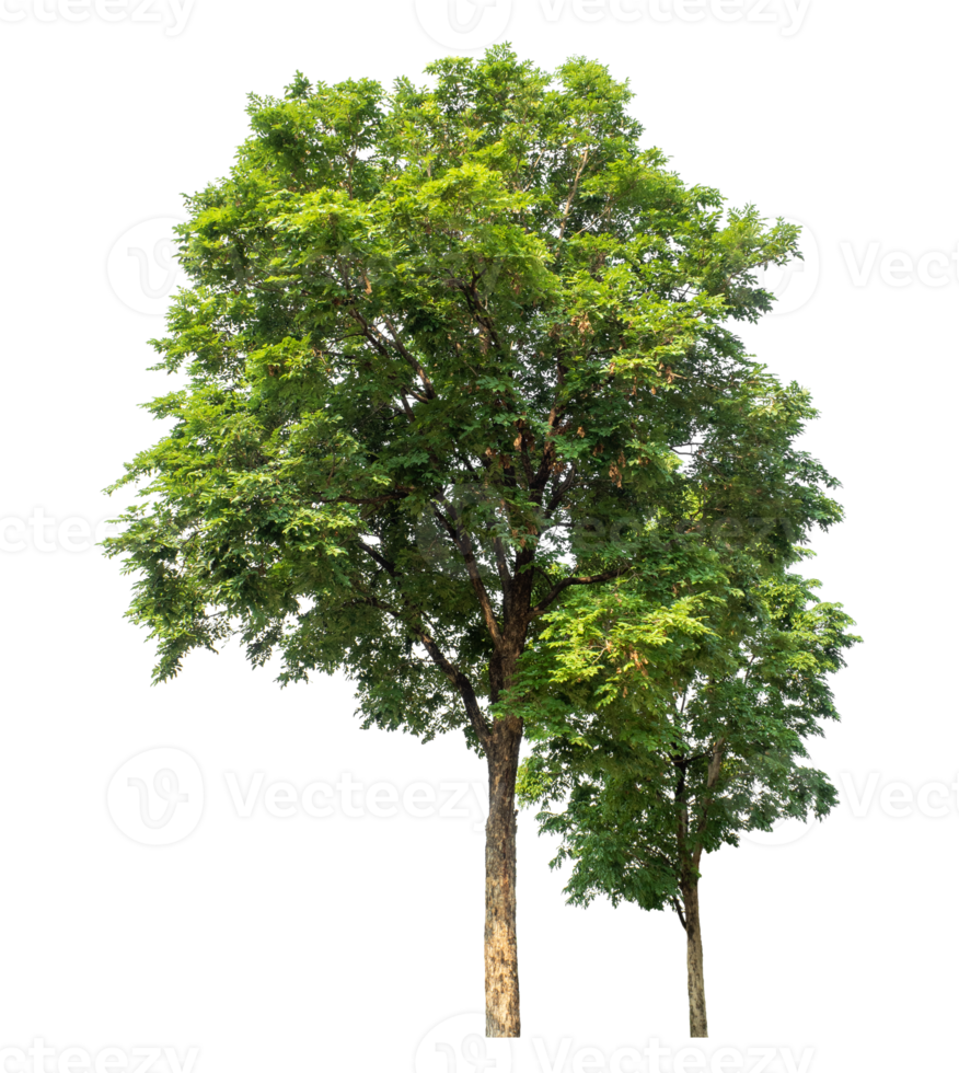 Big trees in summer isolated on transparent background, high resolution. png