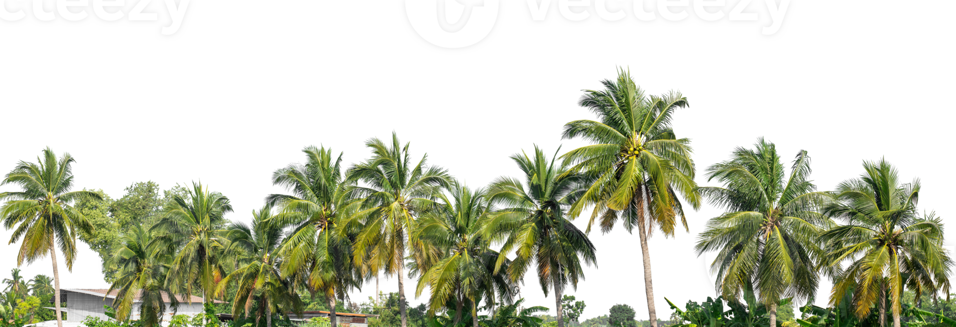 Coconut palm trees in summer isolated on transparent background, high resolution. png