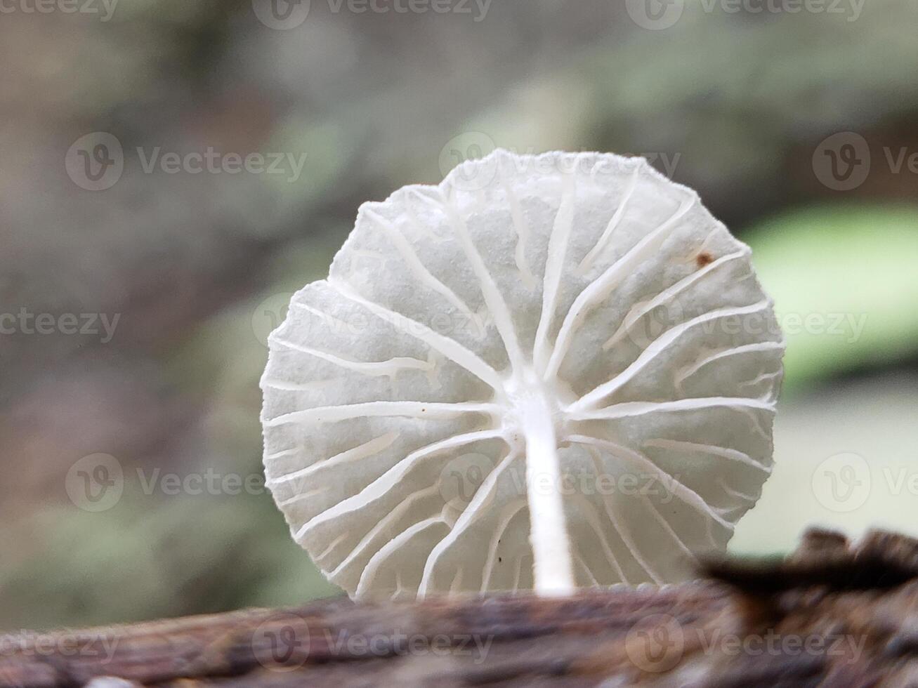 Underside of a White Mushroom with Gills photo
