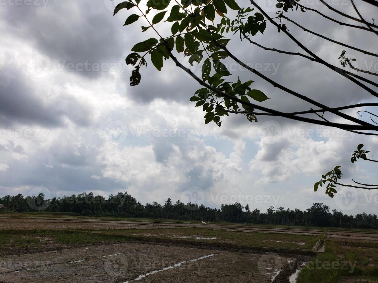 Overcast Sky with a View of a Paddy Field and Palm Trees photo