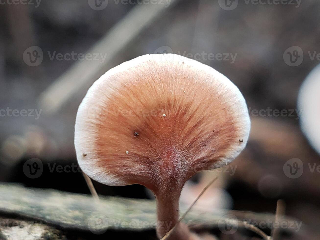 Close-up of a Small, Brown and White Mushroom with a Delicate Texture photo