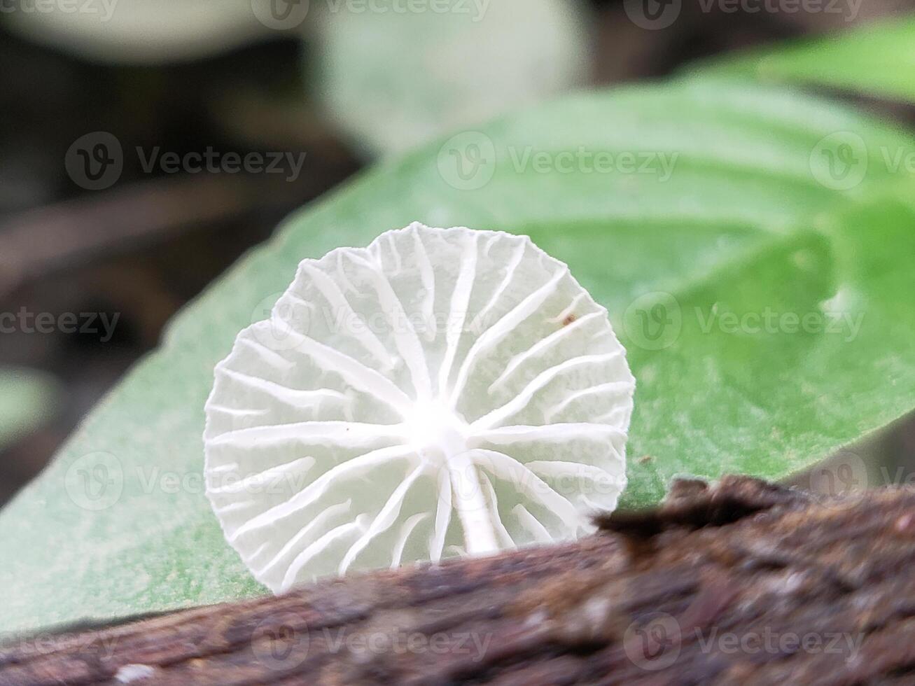 Underside of a White Mushroom with a Green Leaf in the Background photo