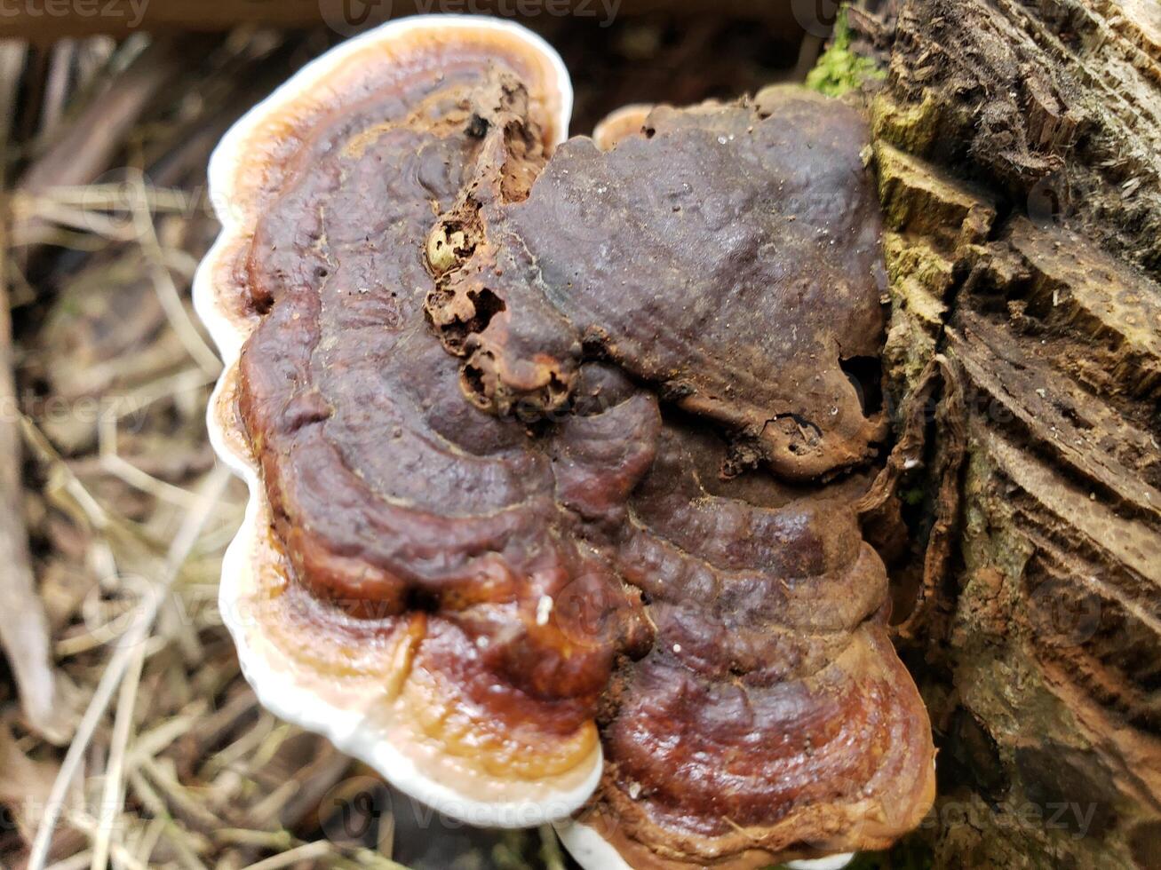 A large brown mushroom growing on a tree trunk. photo