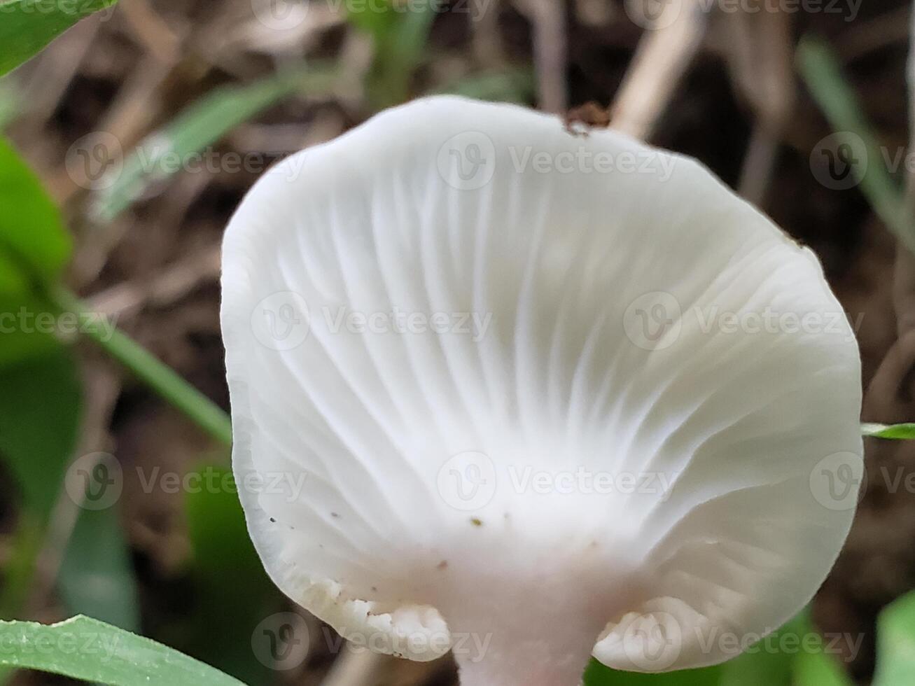 Close-up of a White Mushroom with Gills photo