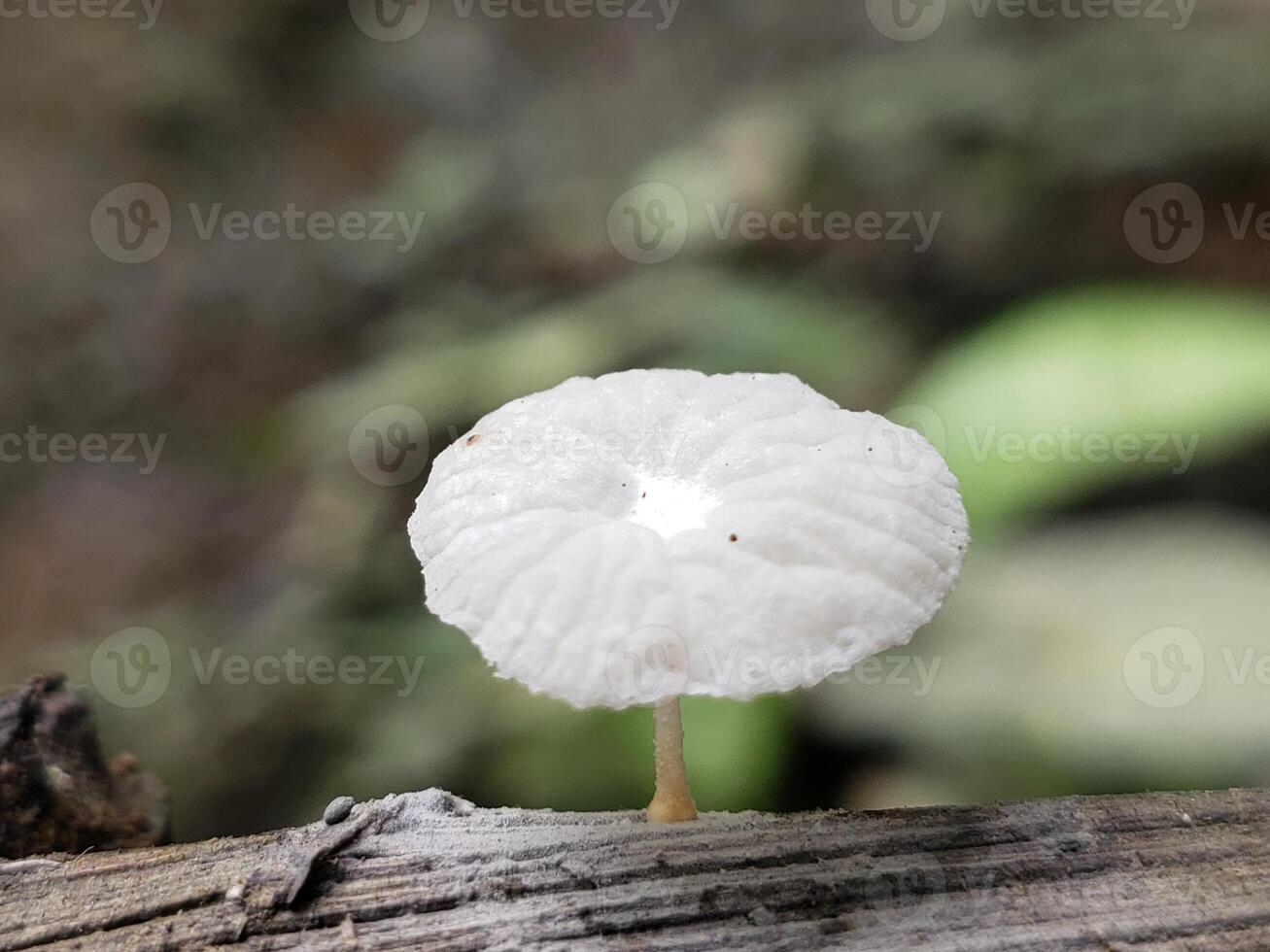 A Small White Mushroom Growing on a Log in a Forest photo
