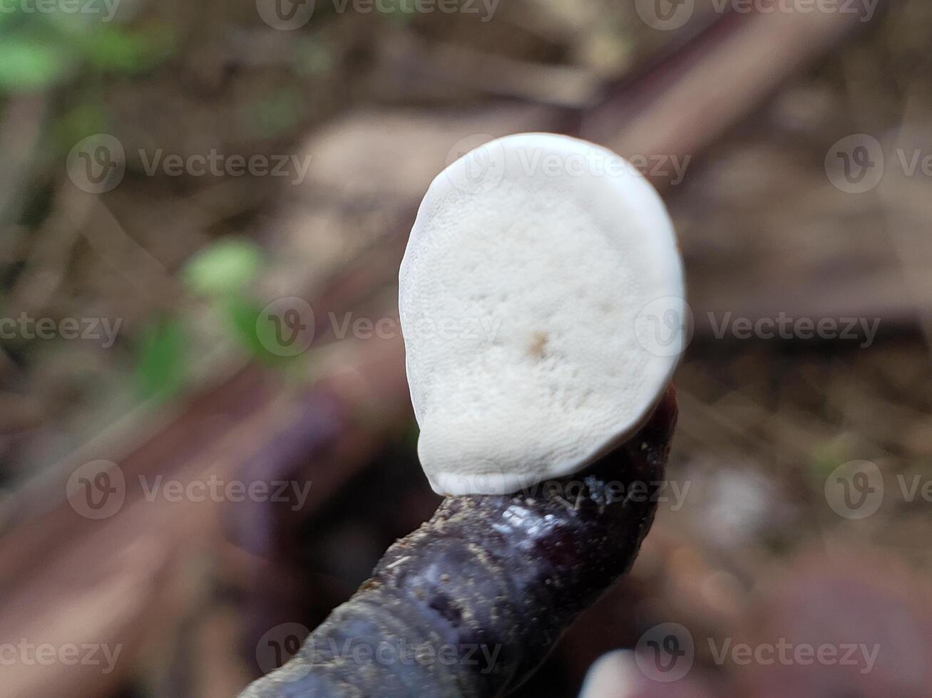 Close-up of a White Mushroom Growing on a Branch photo