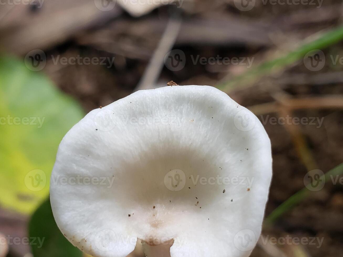 White Mushroom Cap with Brown Spots in a Forest Setting photo