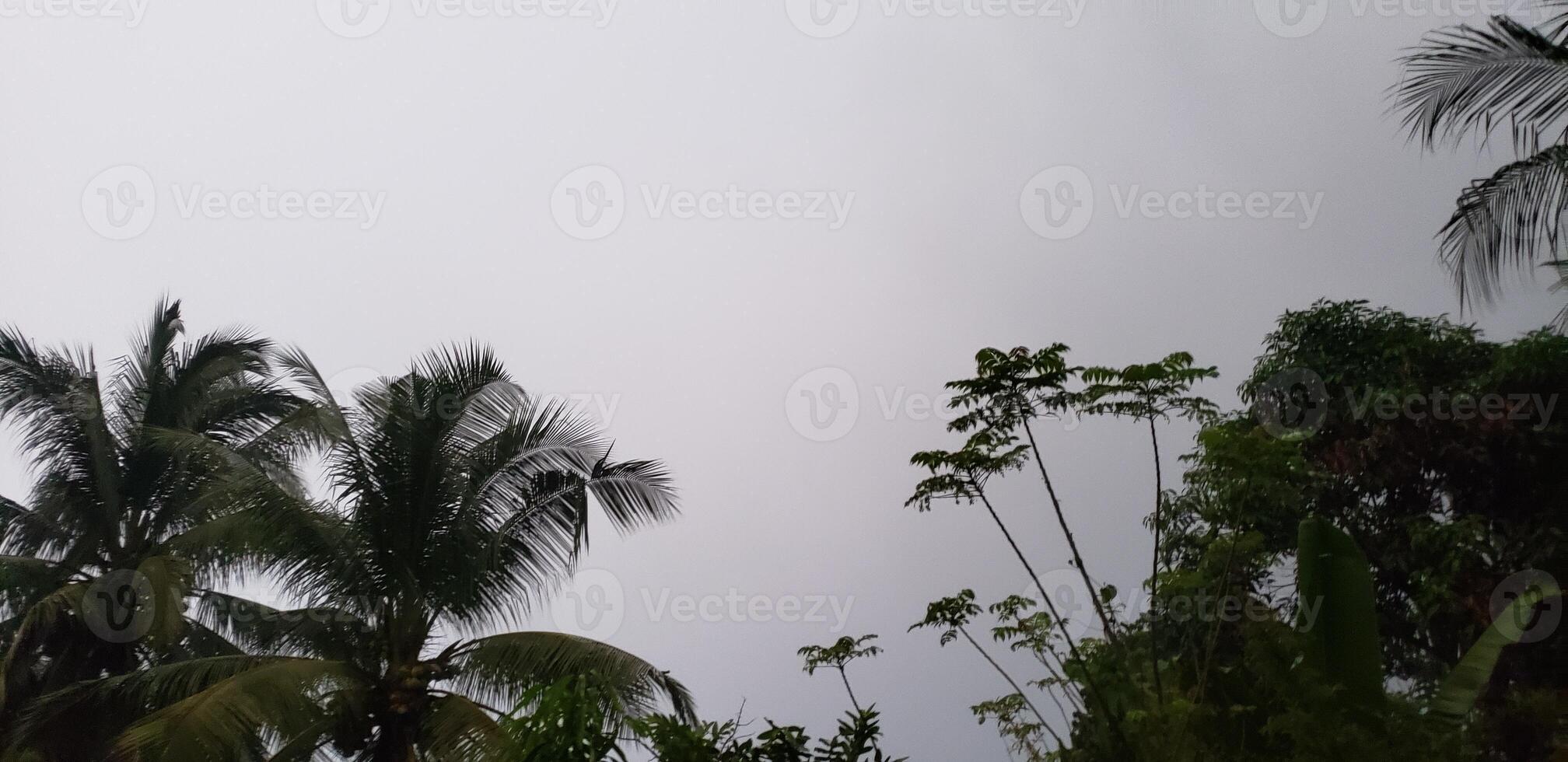 Palm Tree and Lush Foliage Under a Gray Sky photo