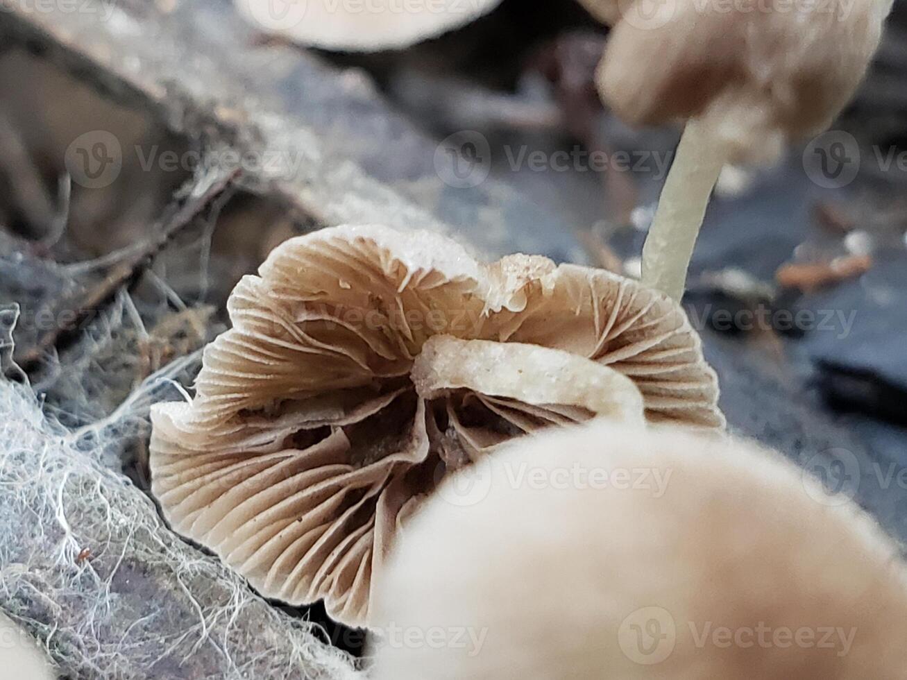 Close-up of two beige mushrooms growing in a forest photo
