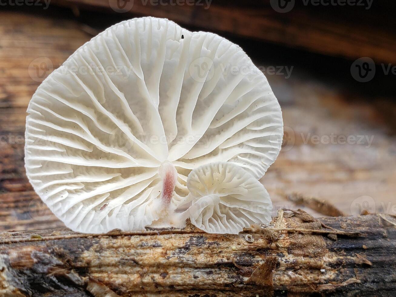 Close-up of a white fan-shaped mushroom growing on a log photo