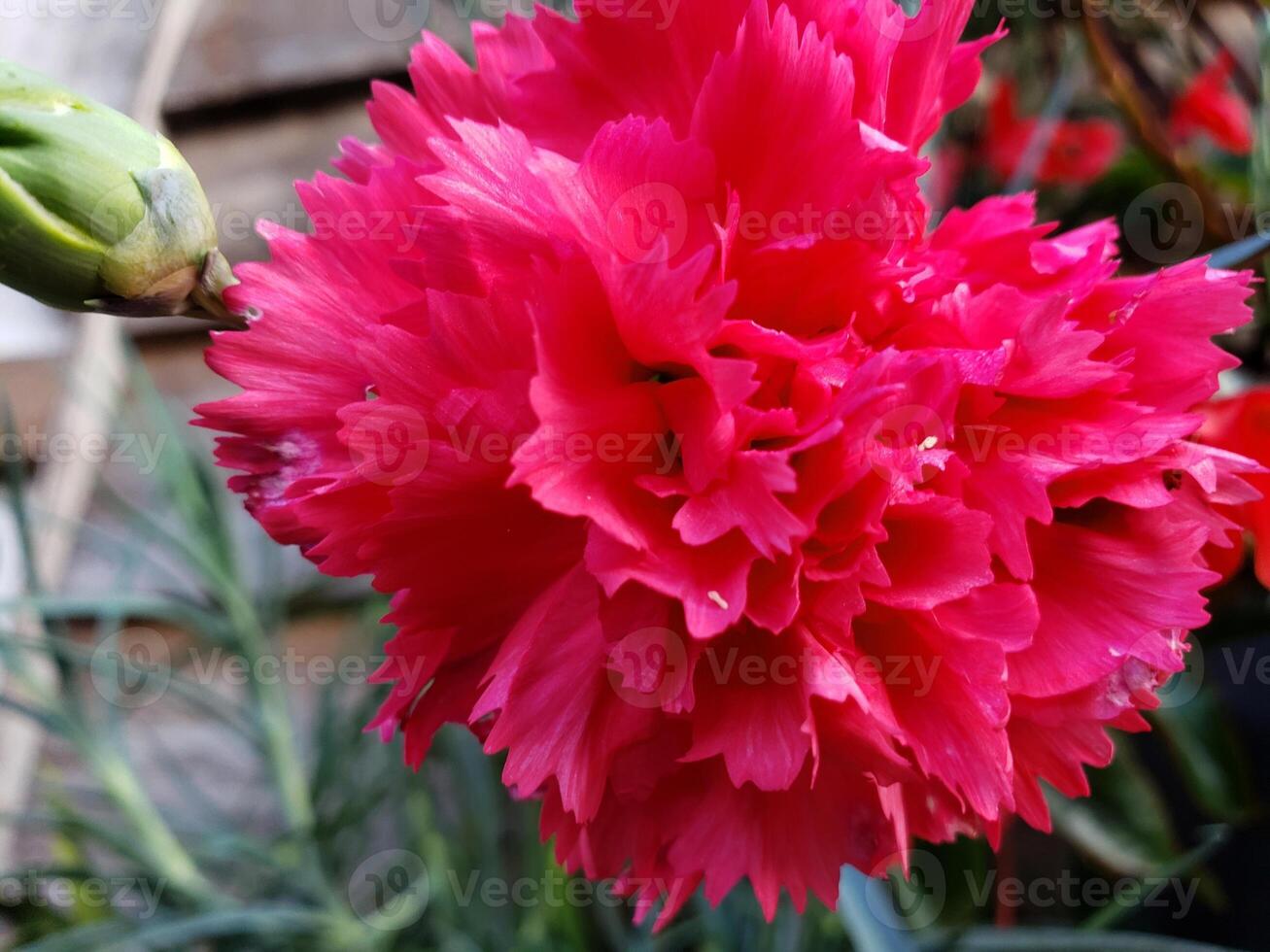 Close-up of a Vibrant Pink Carnation Blossom photo