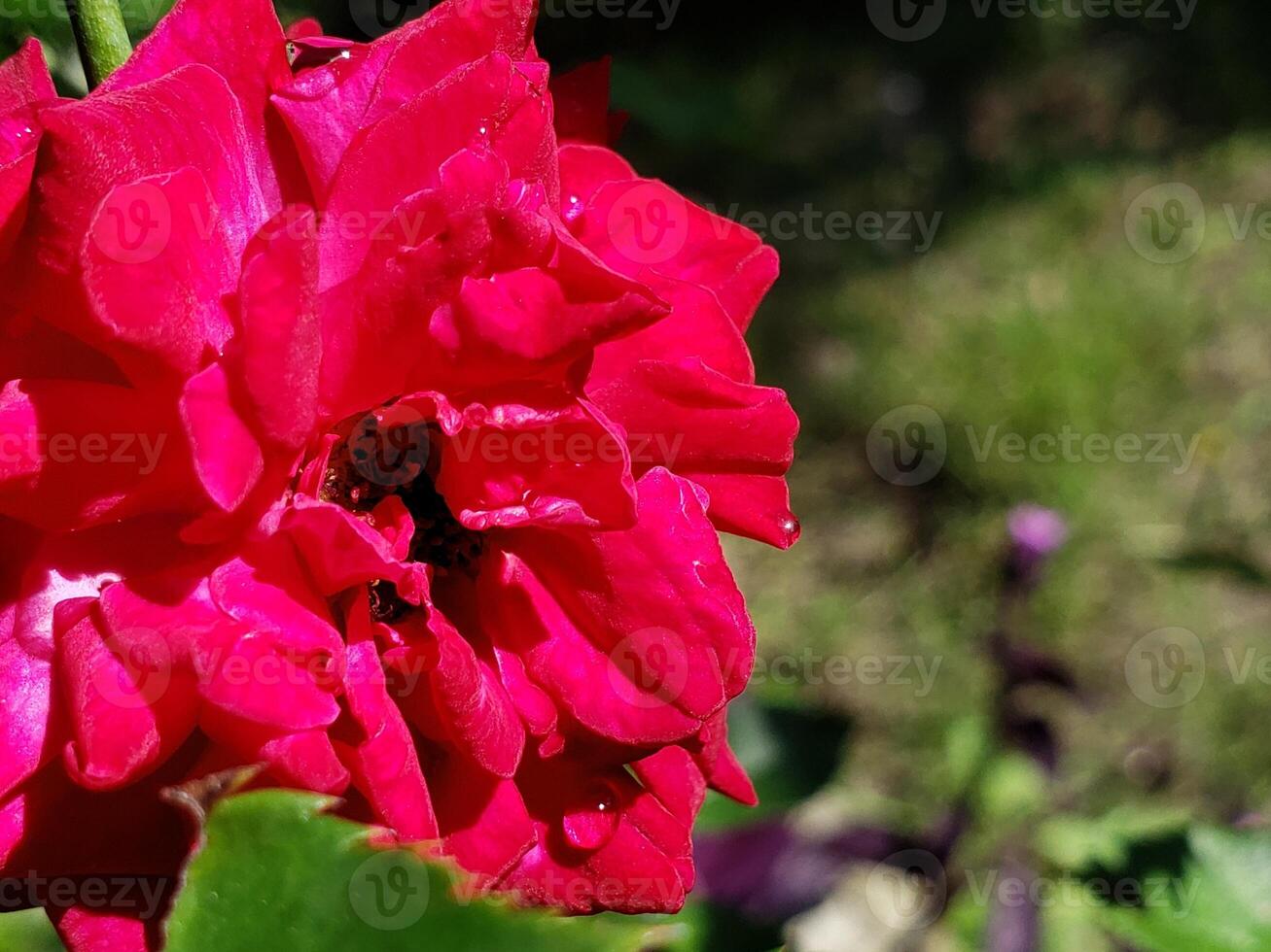 Close-up of a Dew-Covered, Vibrant Pink Rose photo