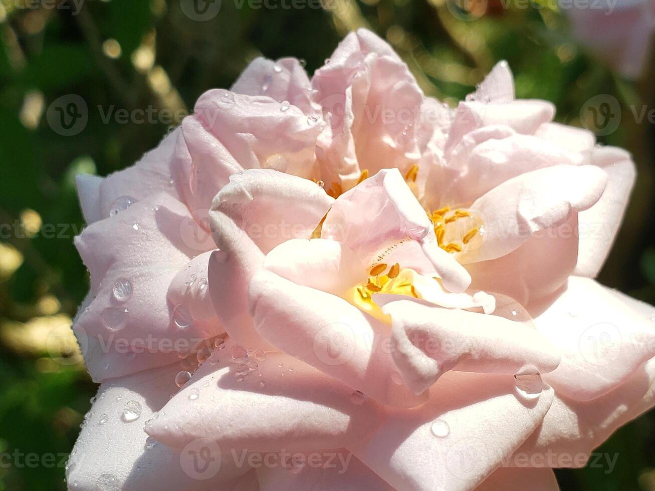 Close-up of a Dew-Covered Pink Rose Blossom photo