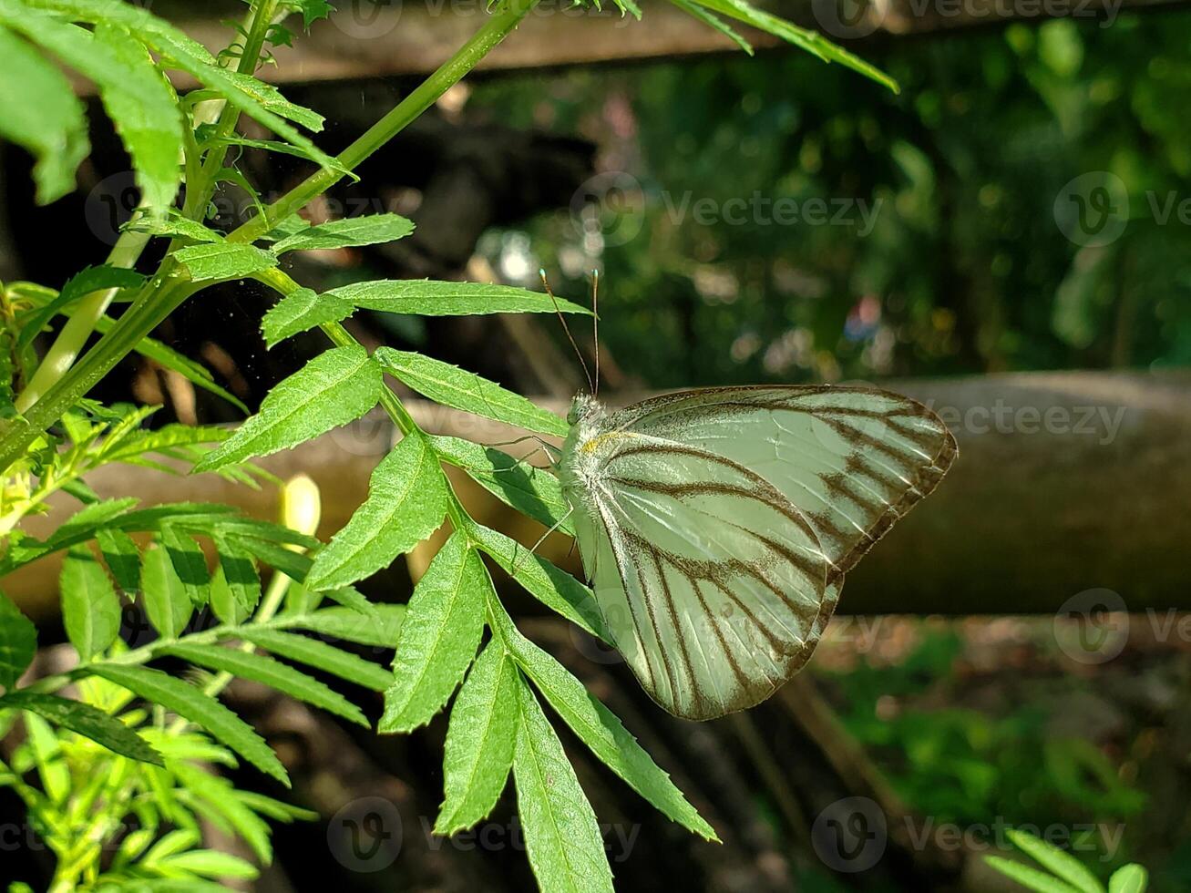 White Butterfly Perched on Green Foliage photo