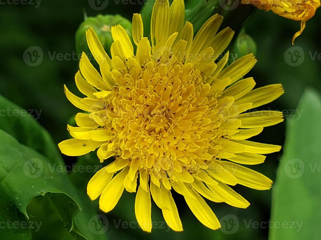A Close-Up of a Bright Yellow Wildflower with Multiple Petals photo