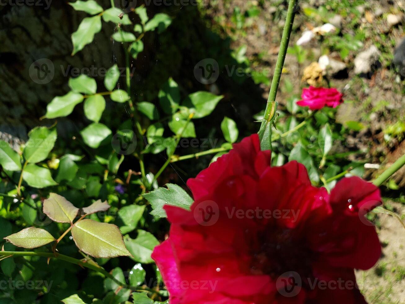 A Vibrant Red Rose Bloom in a Garden Setting photo